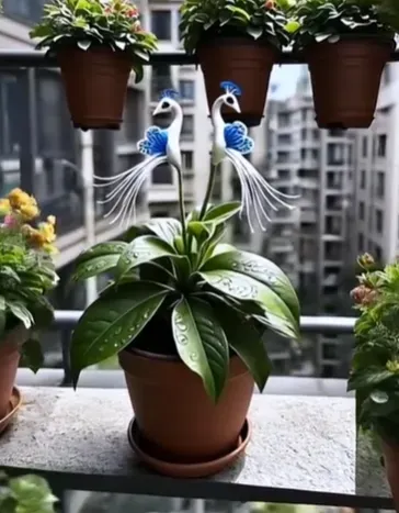 🌸Rzadkie nasiona kwiatu pawia — łatwe w uprawie, dają piękne kolory! 🌿