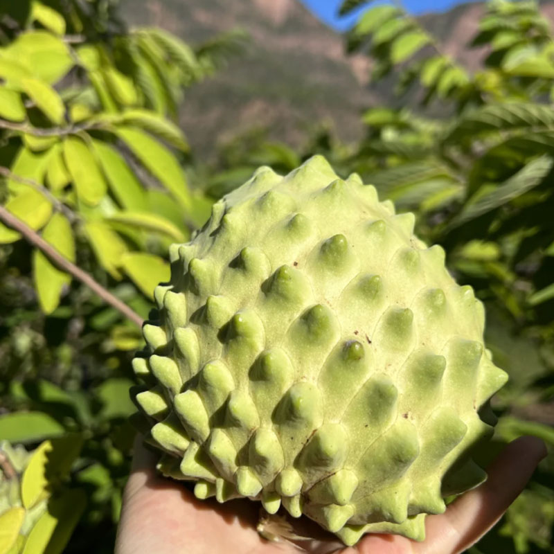🌱SUGAR APPLE  SEEDS