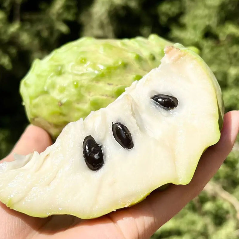 🌱SUGAR APPLE  SEEDS