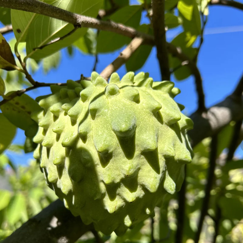 🌱SUGAR APPLE  SEEDS
