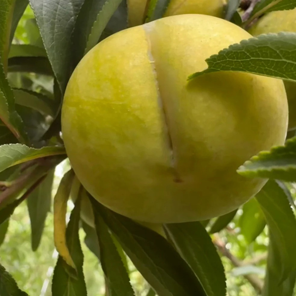 HONEY PLUM SEEDS