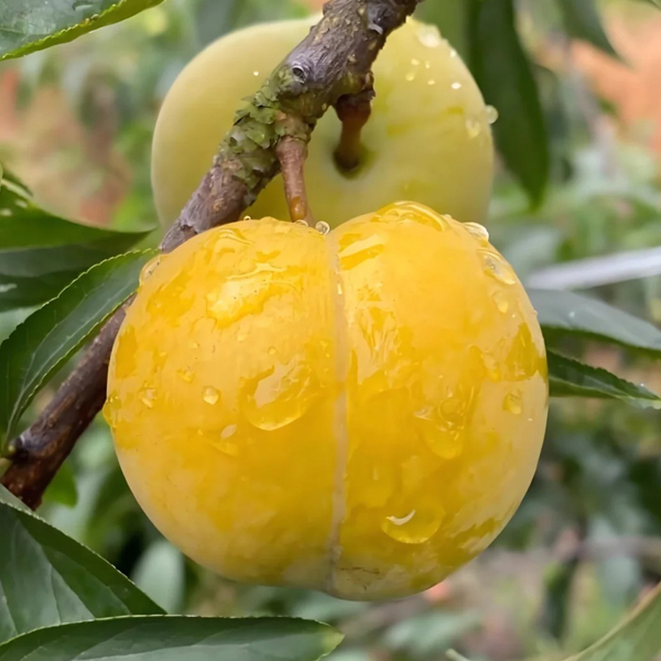 HONEY PLUM SEEDS