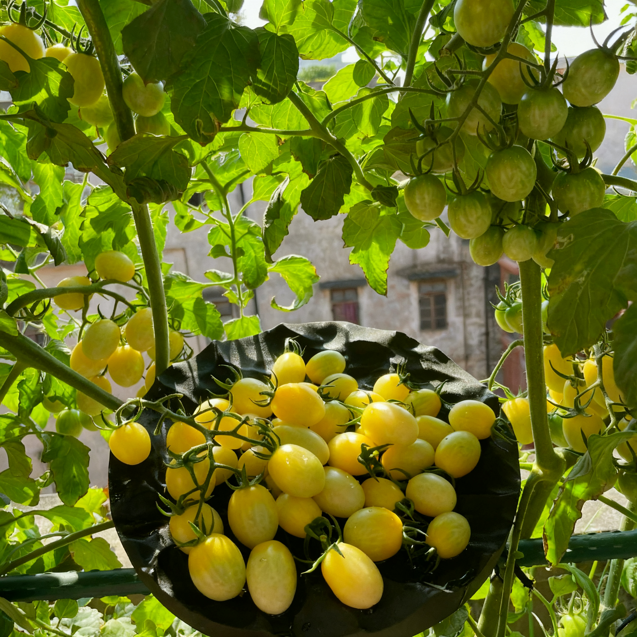 🍅Italian Ice Cherry Tomato Seeds-Exclusive to Our Store 🌸
