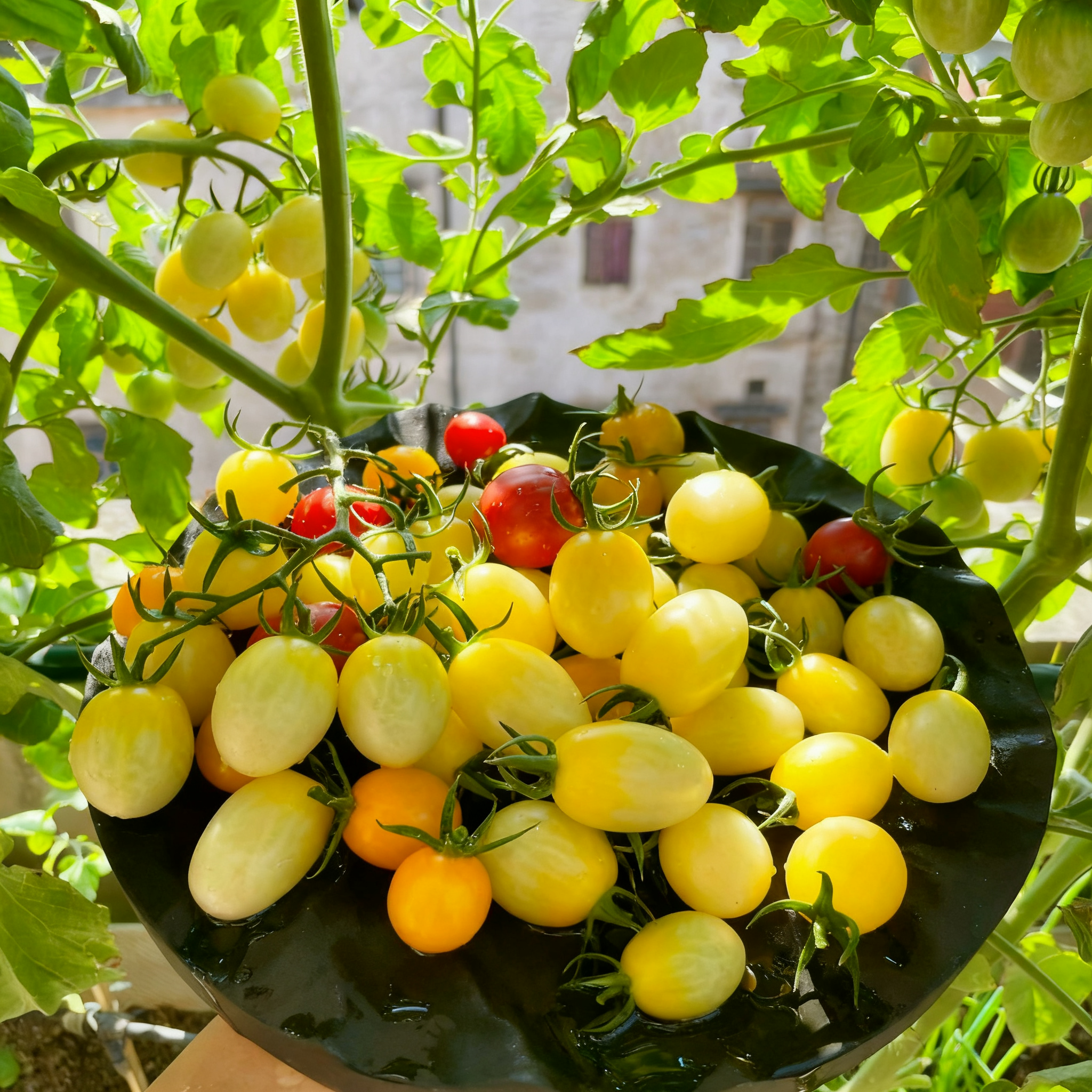 🍅Italian Ice Cherry Tomato Seeds-Exclusive to Our Store 🌸