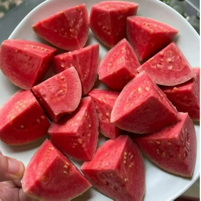 Pink Guava Seeds for Planting- Suitable for Pots,Greenhouses, and Outdoor Gardens