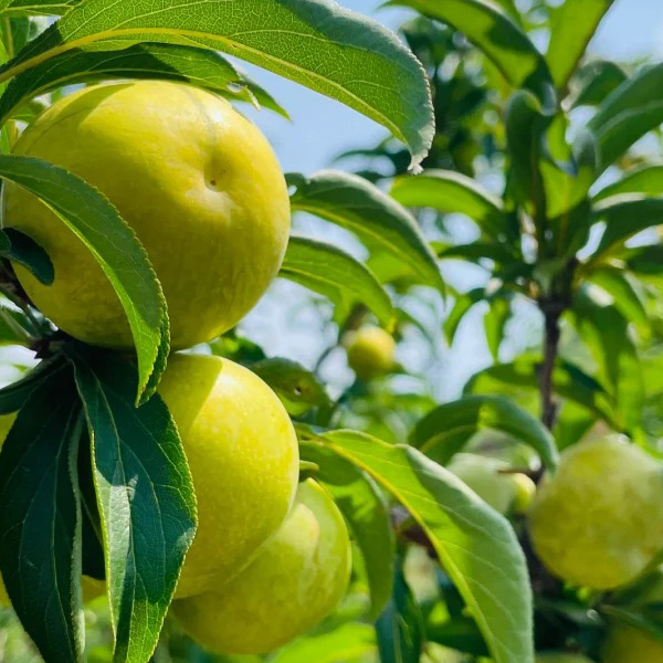 HONEY PLUM SEEDS