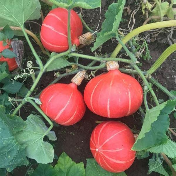 Squash Steph Kuri F1 Organic
