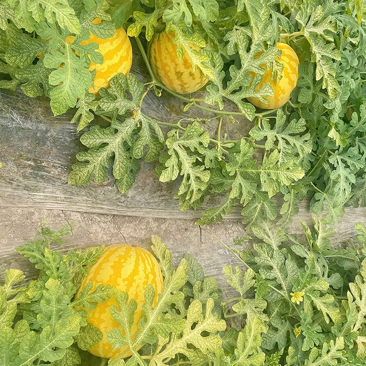 🍉 Yellow-Skinned Watermelon Seeds