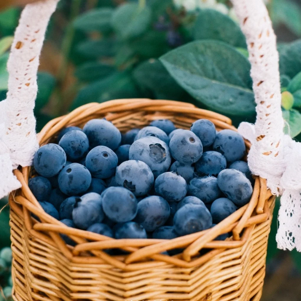 🔥Sweet Ice Blueberry - Year-Round Harvest