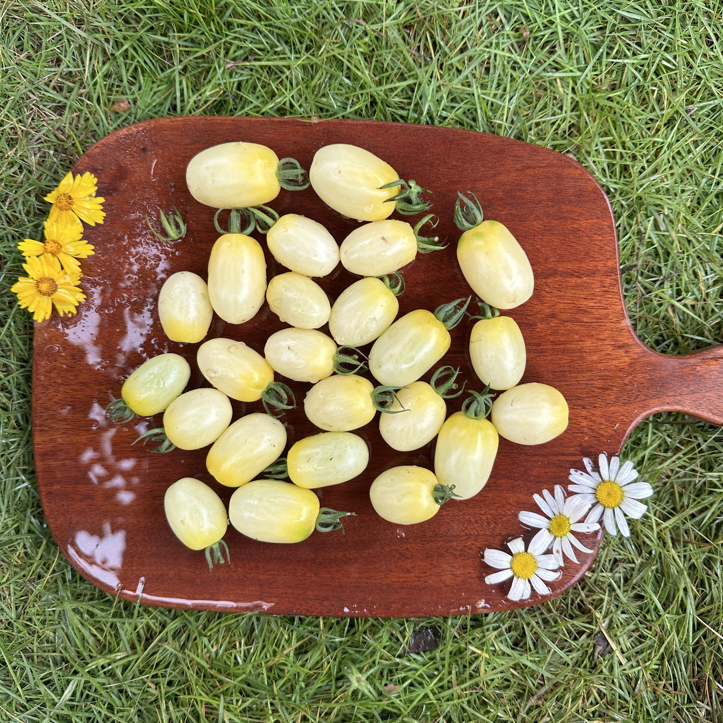 🍅Italian Ice Cherry Tomato Seeds-Exclusive to Our Store 🌸
