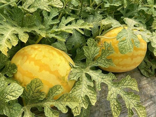 🍉 Yellow-Skinned Watermelon Seeds