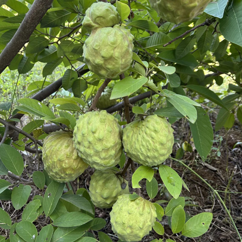🌱SUGAR APPLE  SEEDS