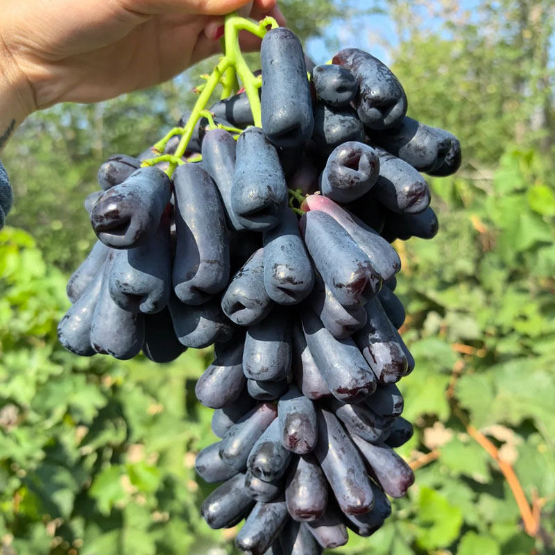 🍇Advanced Finger Grape Fruit Seeds
