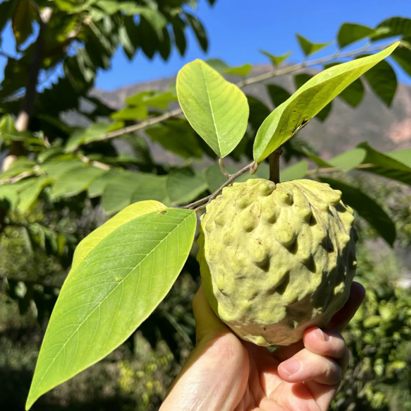 🌱SUGAR APPLE  SEEDS