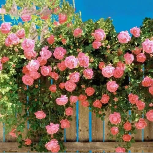 Climbing Rose Vine Seeds - Amazing Growth and Beautiful Roses