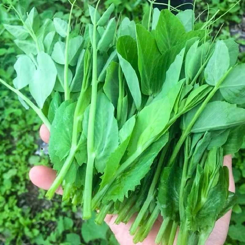 Pea Serge Seeds - Pea Shoots