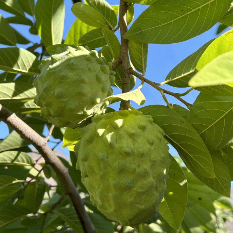 🌱SUGAR APPLE  SEEDS