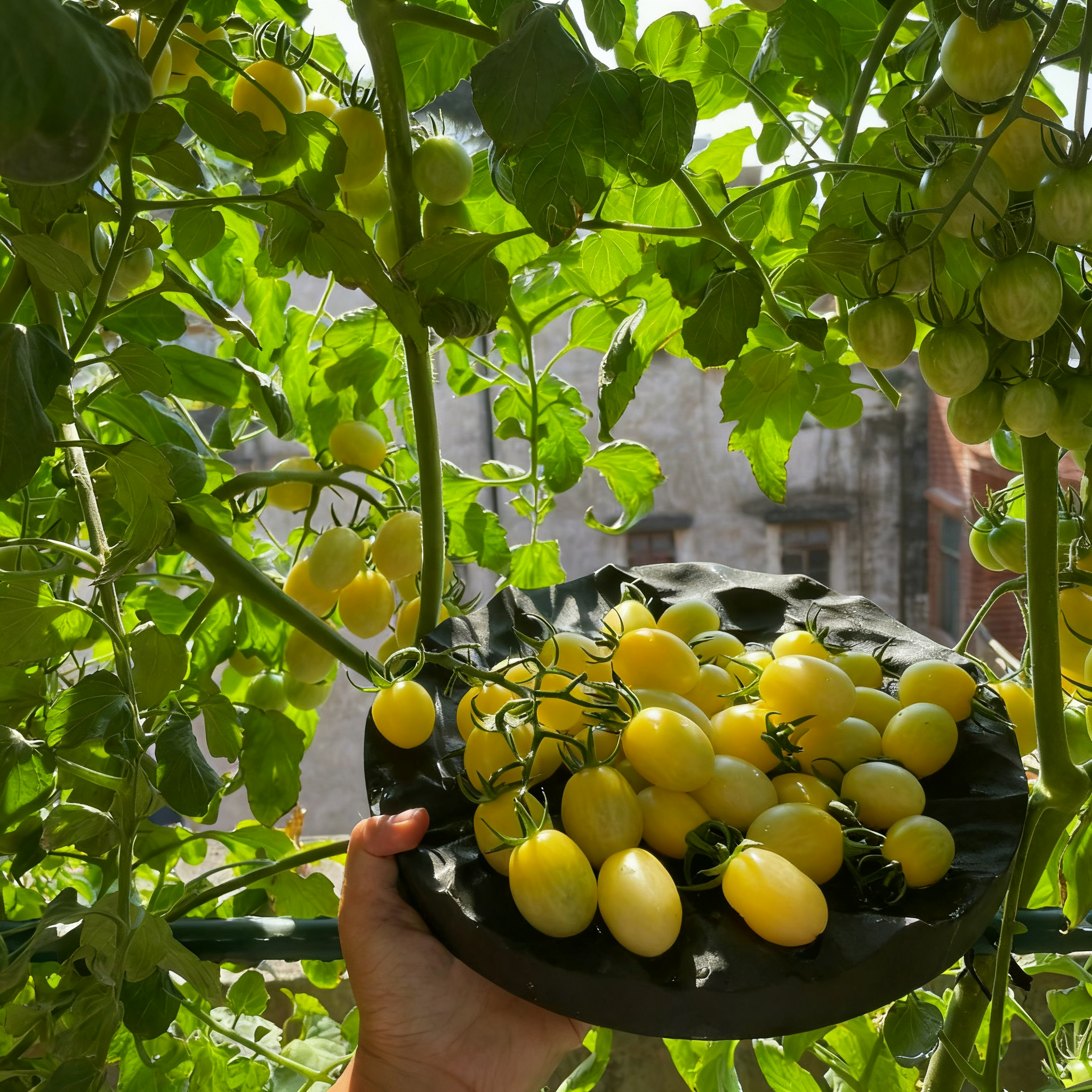 🍅Italian Ice Cherry Tomato Seeds-Exclusive to Our Store 🌸