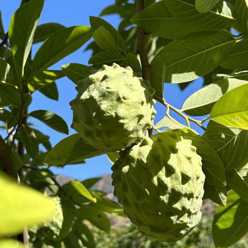 🌱SUGAR APPLE  SEEDS