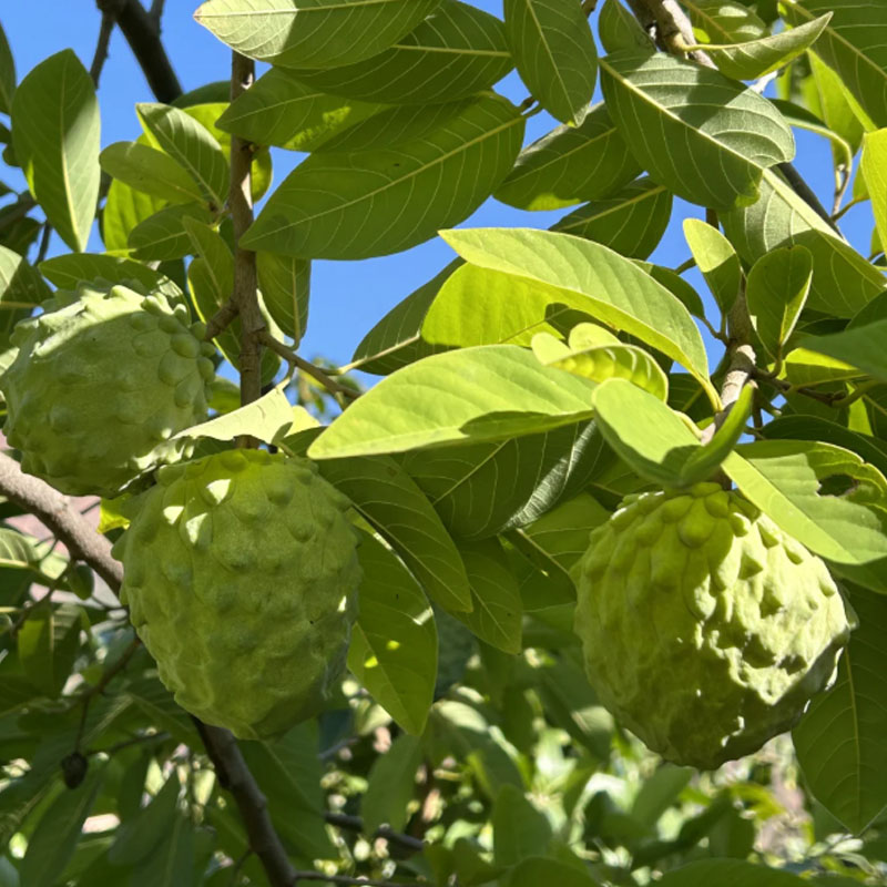 🌱SUGAR APPLE  SEEDS