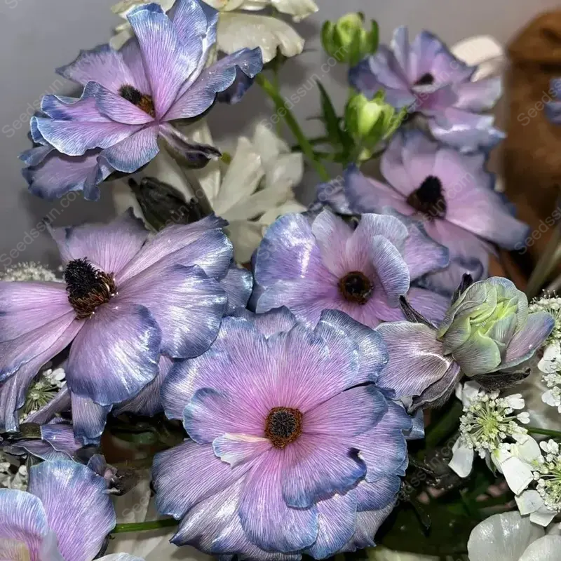 🦋 Butterfly Ranunculus vetőmag