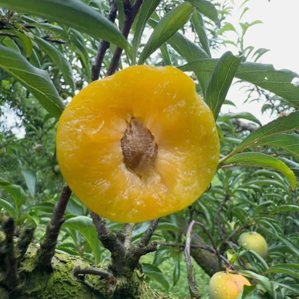 HONEY PLUM SEEDS