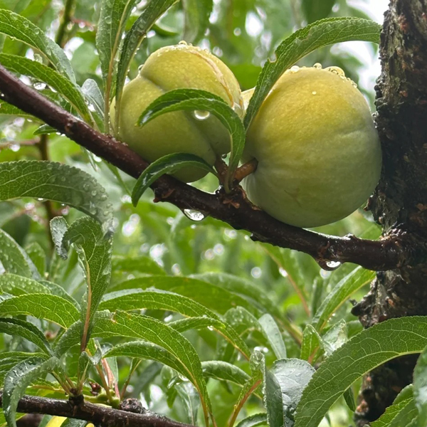 HONEY PLUM SEEDS
