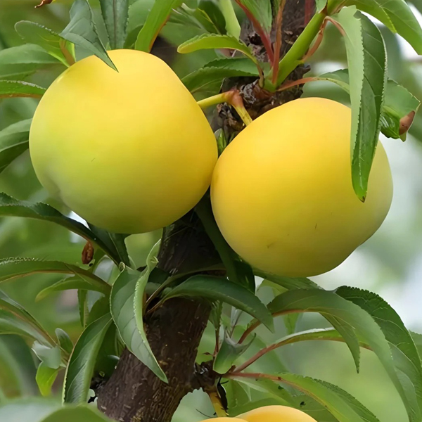 HONEY PLUM SEEDS