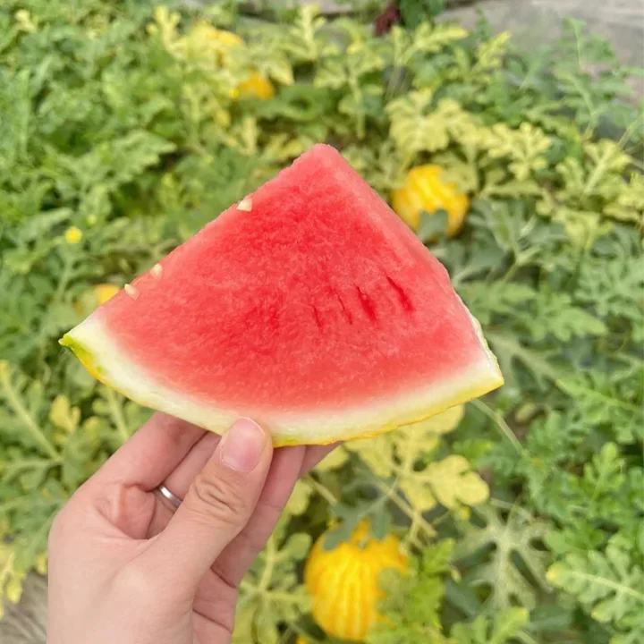 🍉 Yellow-Skinned Watermelon Seeds