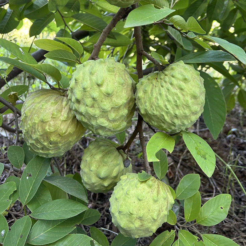 🌱SUGAR APPLE  SEEDS