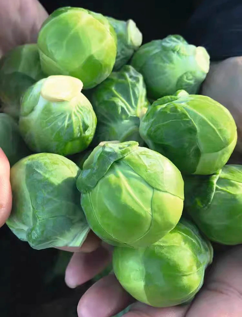 Brussels sprout seeds  Spore cabbage seeds