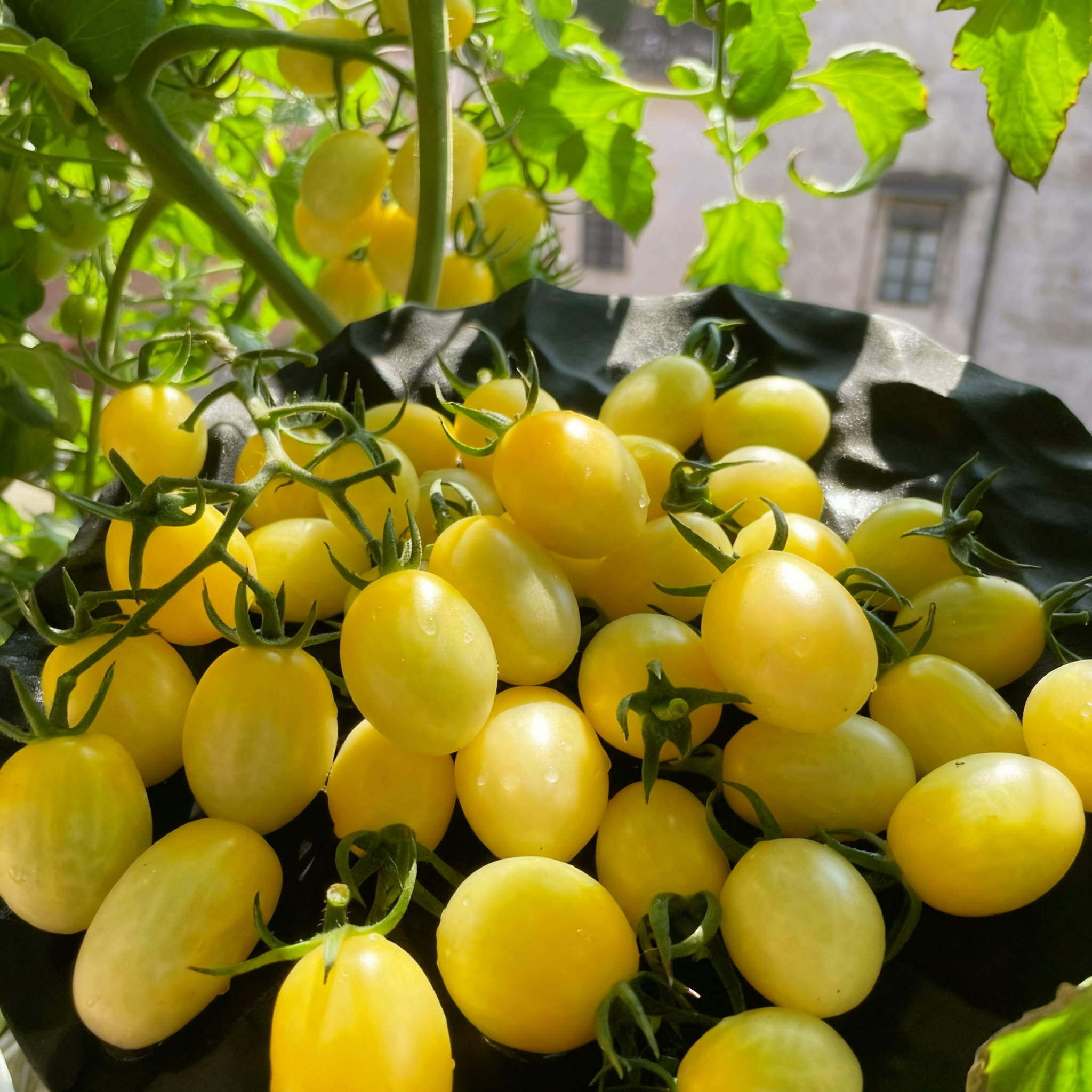 🍅Italian Ice Cherry Tomato Seeds-Exclusive to Our Store 🌸