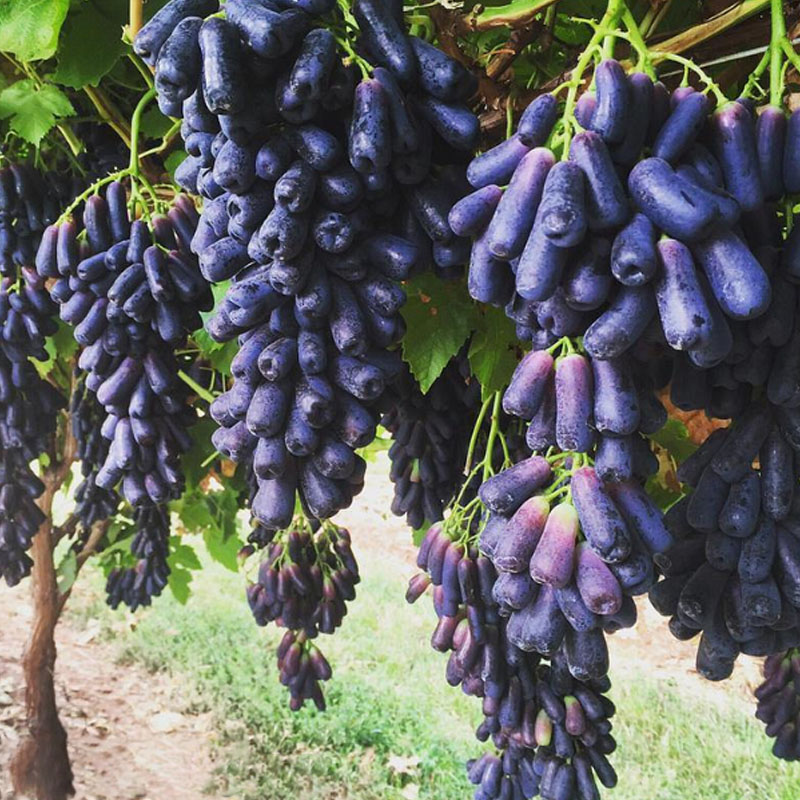 🍇Advanced Finger Grape Fruit Seeds