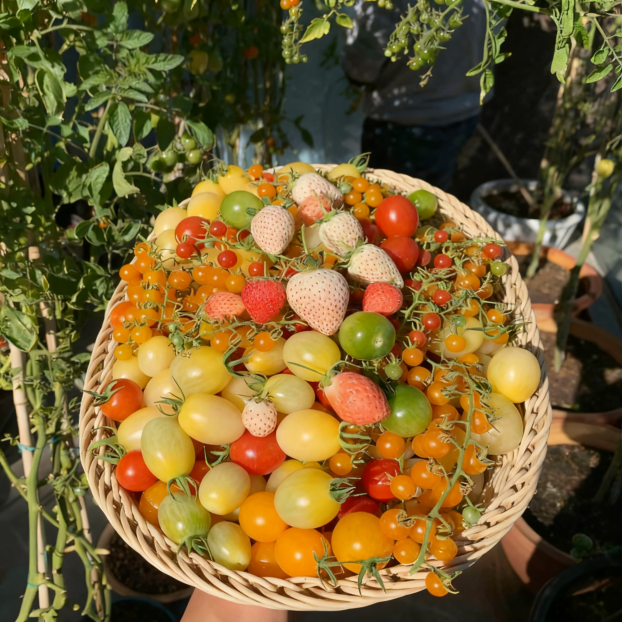 🍅Italian Ice Cherry Tomato Seeds-Exclusive to Our Store 🌸