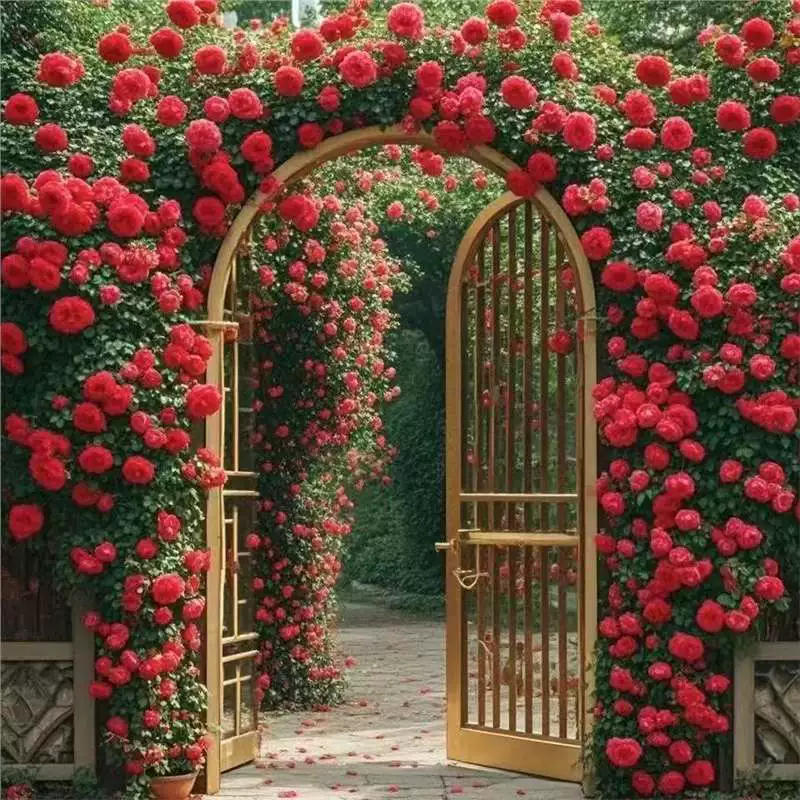 Climbing Rose Vine Seeds - Amazing Growth and Beautiful Roses