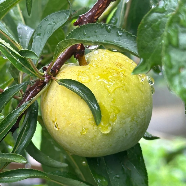 HONEY PLUM SEEDS