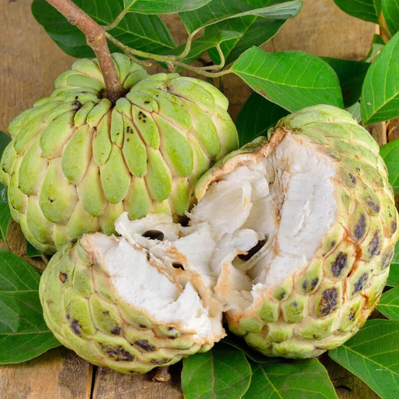🌱SUGAR APPLE  SEEDS