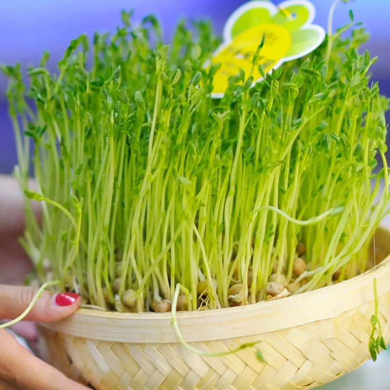 Pea Serge Seeds - Pea Shoots