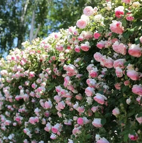 Climbing Rose Vine Seeds - Amazing Growth and Beautiful Roses