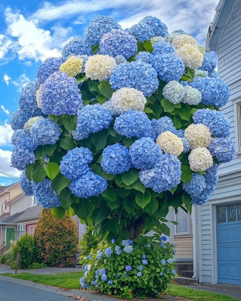 Wunderschöner Hortensienbaum💐💐