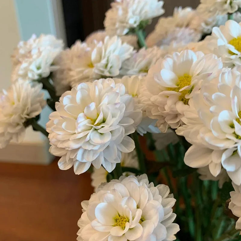 Süßigkeiten-Chrysanthemen-Samen