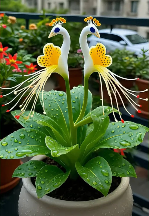 🔥 New Arrival Alert 🌺 Peacock Flower Seeds ✨ Easy to Grow