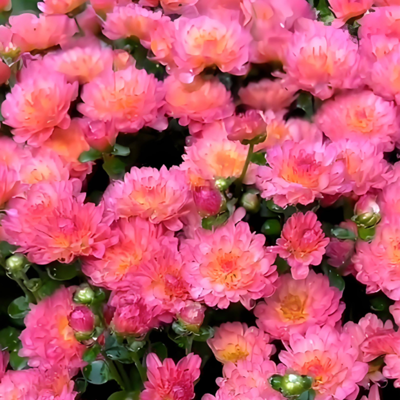 Süßigkeiten-Chrysanthemen-Samen