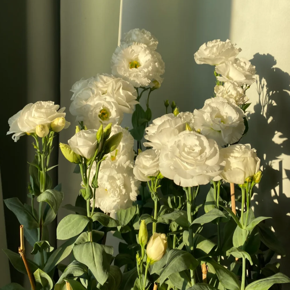 🌺 Lisianthus – Aufrichtige Liebe