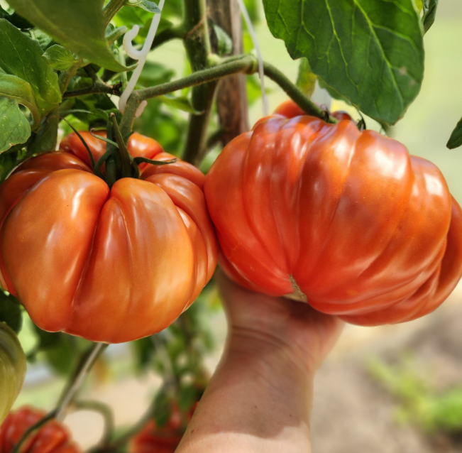 🍅 Die Gigante Farina – Züchte die größte Tomate deines Lebens!