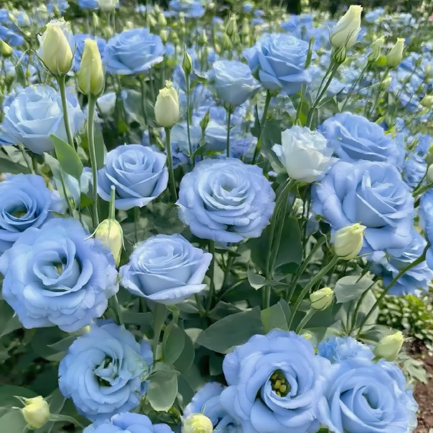 🌺 Lisianthus – Aufrichtige Liebe