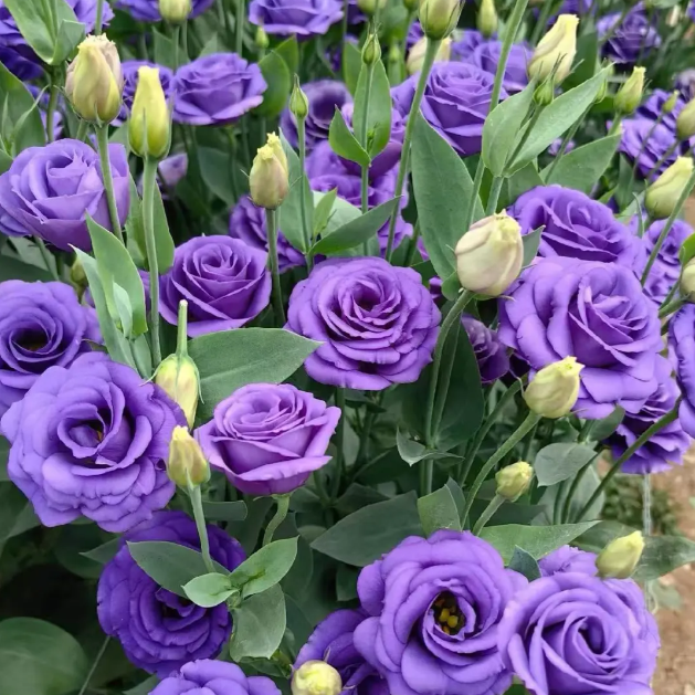 🌺 Lisianthus – Aufrichtige Liebe