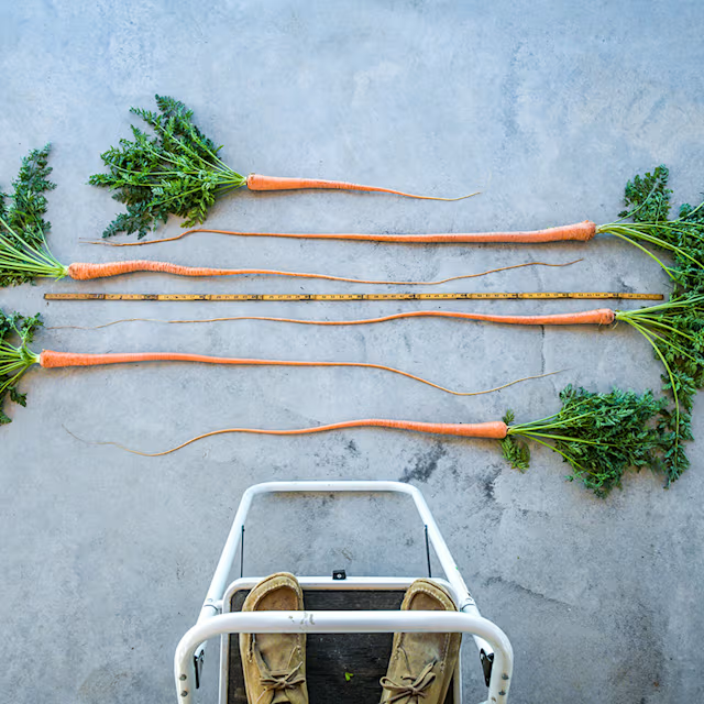 🥕 Manpukuji-Karottensamen | Chemikalienfrei | Geeignet für den Bio-Anbau 🌱