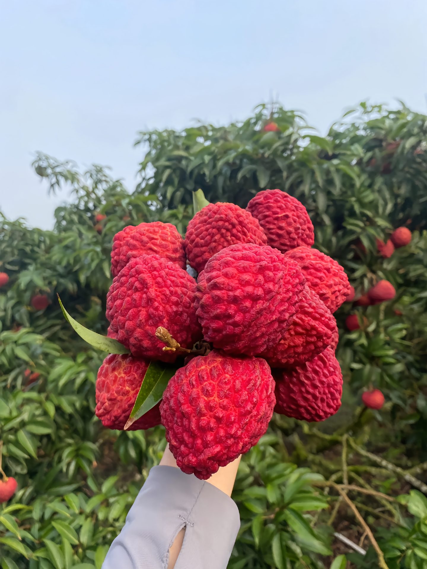 50 % de réduction🎁 Graines de Litchi Géant Sans Noyau ✨