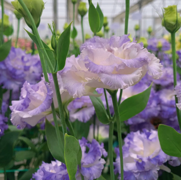 🌺 Lisianthus – Aufrichtige Liebe